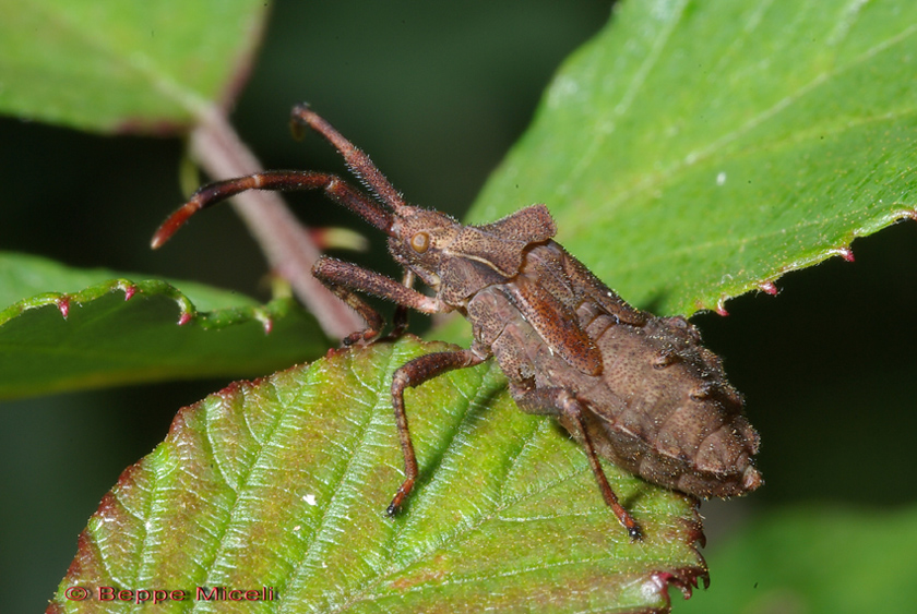 neanide di Coreus marginatus